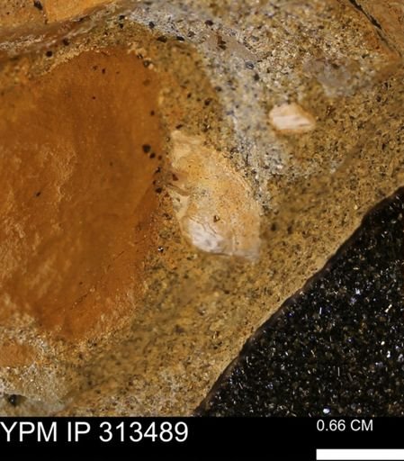 undet. Mollusca