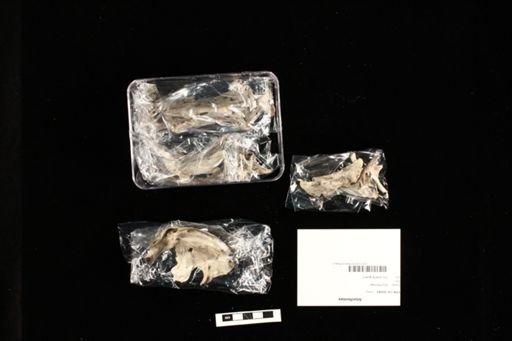 Siluriformes