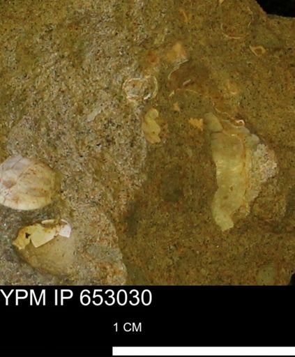 Mollusca