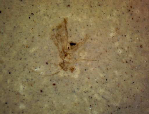 undet. Hymenoptera