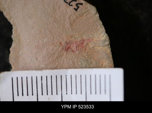 Chelicerata