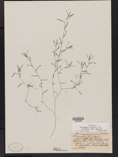 Potamogeton pusillus var. tenuifolius