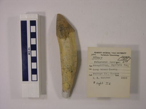 Teleoceras fossiger