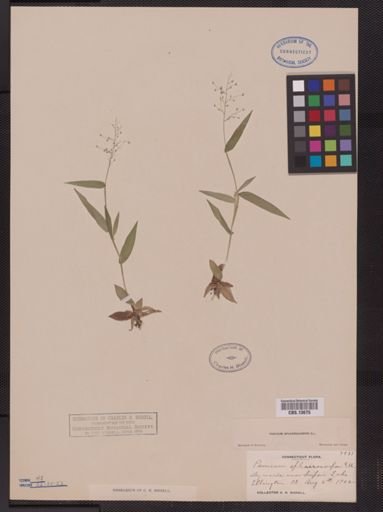 Panicum sphaerocarpon