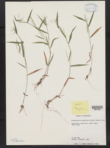 Panicum acuminatum