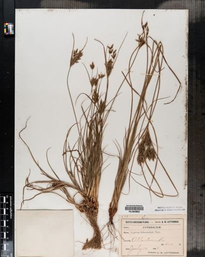 Cyperus schweinitzii