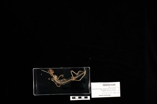 Dipsosaurus dorsalis