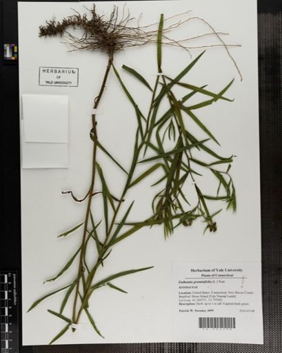 Euthamia graminifolia