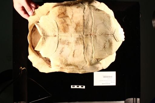 Geochelone sulcata