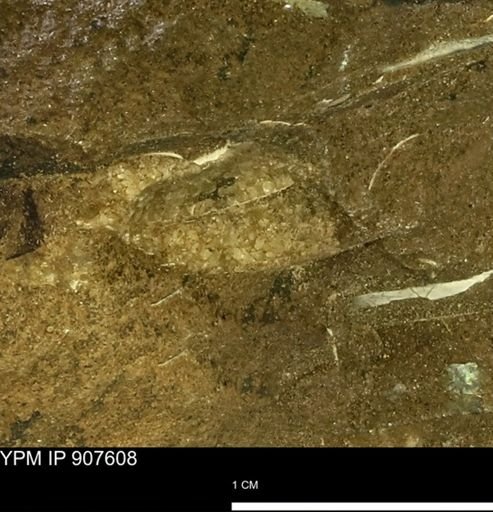 Sphenodiscus sp.