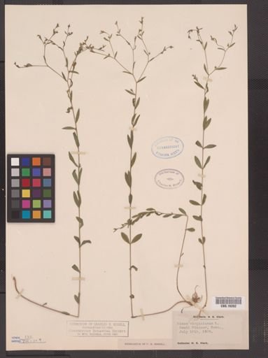 Linum virginianum