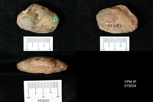 Indonaia prashadi