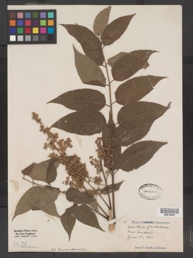 Ailanthus altissima