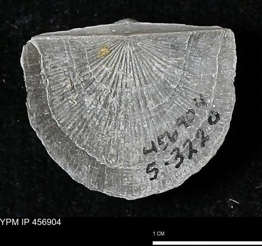 Stropheodonta sp.