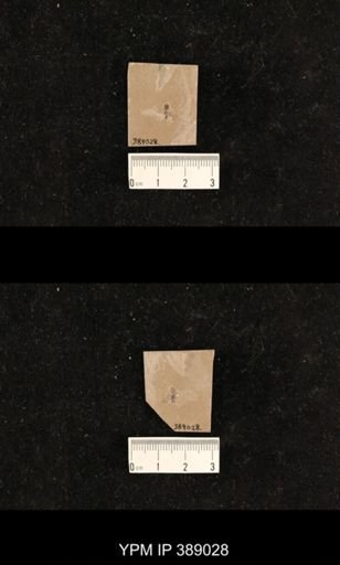 undet. Formicidae