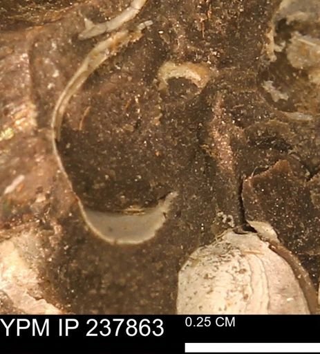 Limopsis striatopunctatus