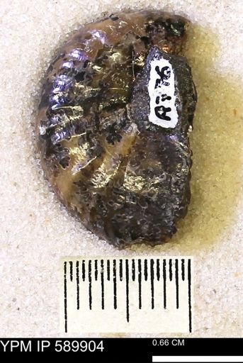 Hoploscaphites comprimus
