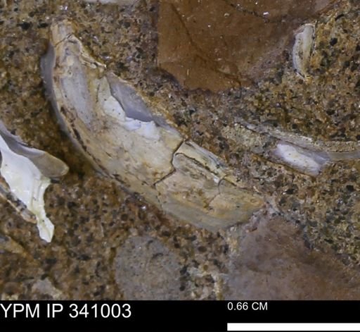 Corbicula sp.