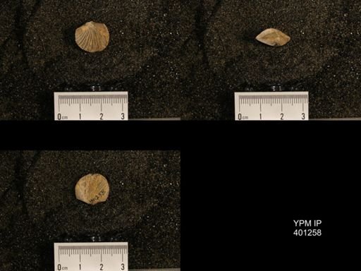 Orthis (Plectorthis) dichotoma