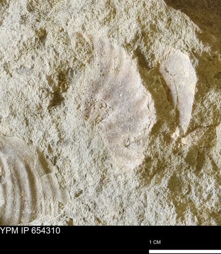 Inoceramidae