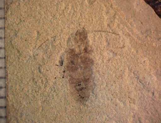 undet. Blattodea