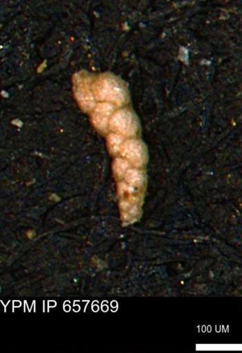 Verneuilinoides kansasensis