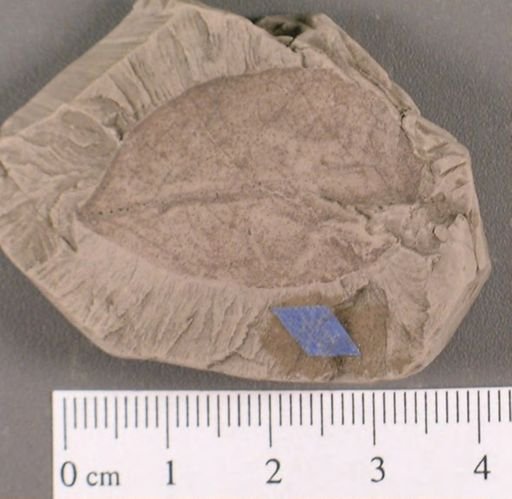 Celastrophyllum newberryanum