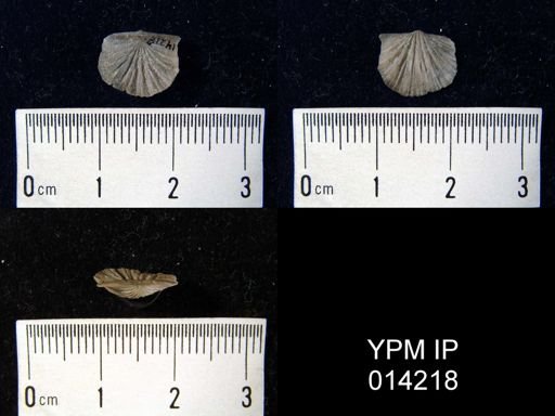 Stropheodonta erratica
