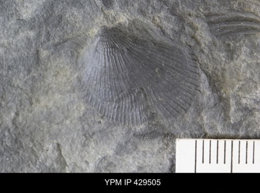Pseudaviculopecten princeps