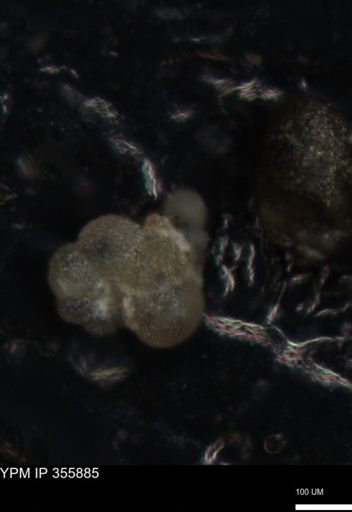 undet. Foraminiferida