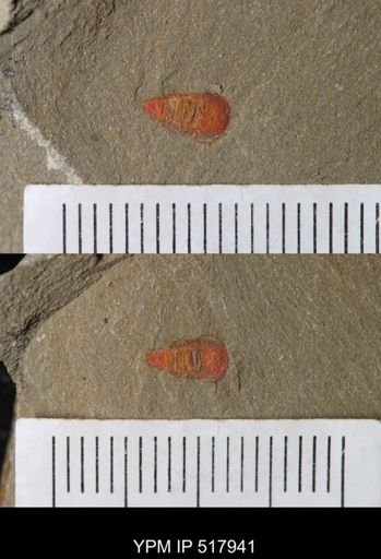 undet. Synziphosurina