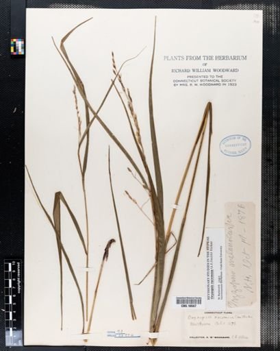 Oryzopsis racemosa