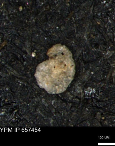 Alveolophragmium linki
