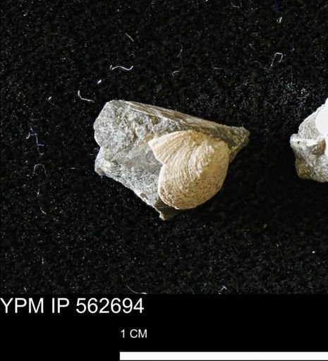 Limopsis striatopunctatus