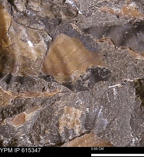 Inoceramus sp.