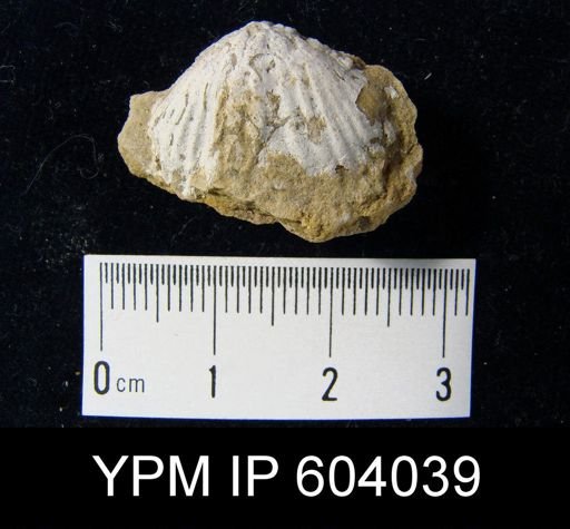 Platystrophia biforata