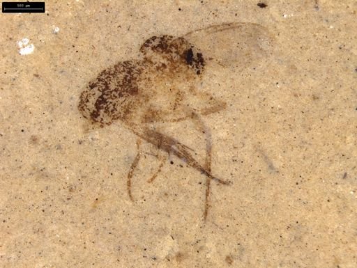 undet. Diptera
