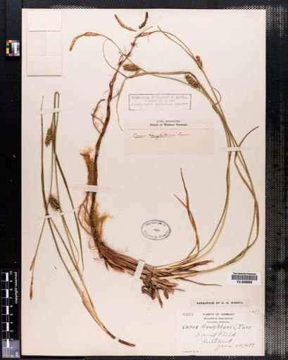 Carex houghtonii