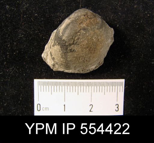 Schizocrania superincreta