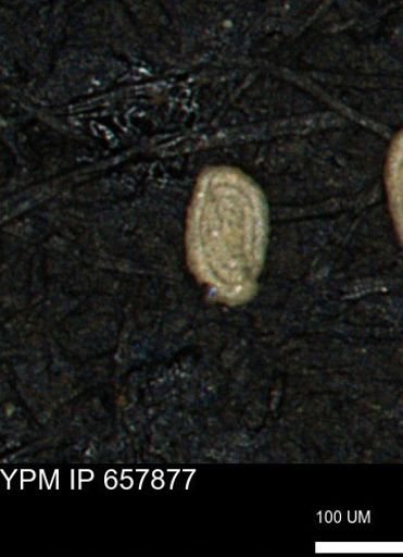 Spirolocammina planula