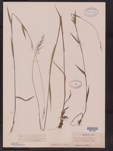 Panicum spretum