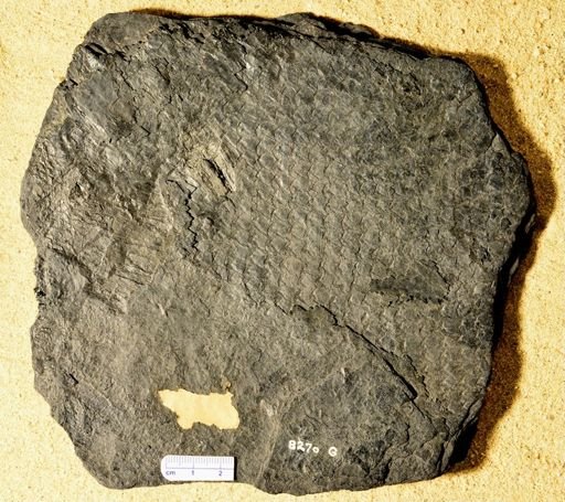 Lepidophloios arcuatum