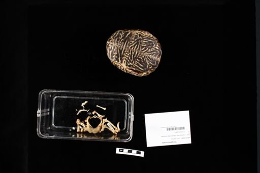 Terrapene ornata