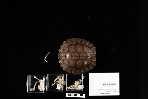 Cyclemys dentata