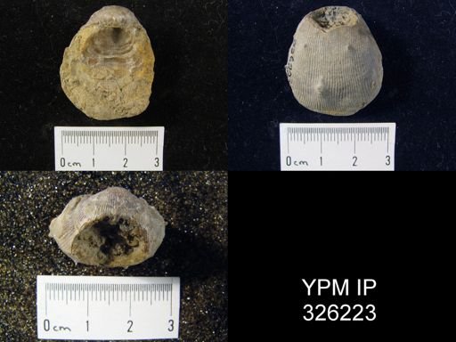 Linoproductus sp.