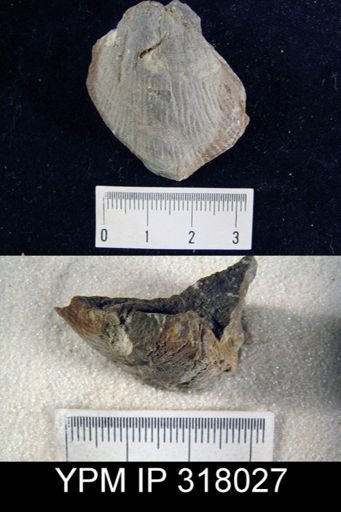 Pseudoatrypa devoniana