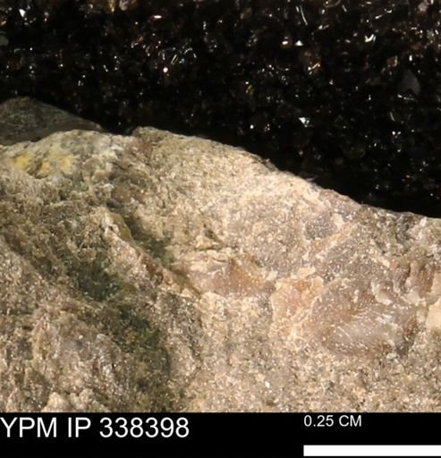 undet. Mollusca