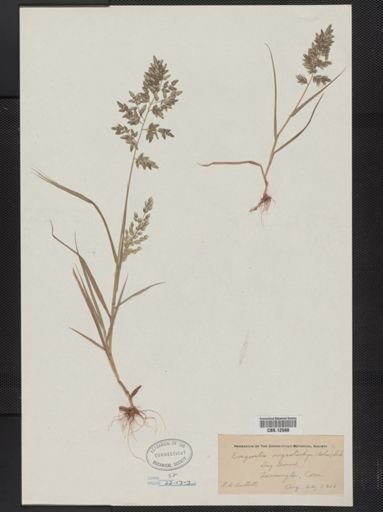 Eragrostis megastachya