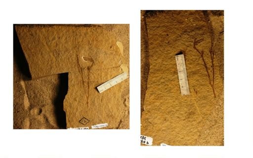 Glyptostrobus oregonensis