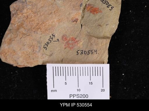 Stylophora?